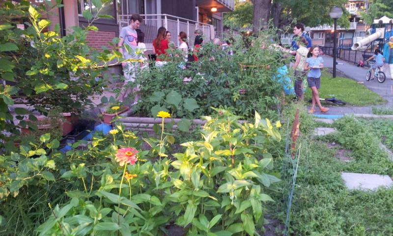 Community garden plots with a small crowd of people in the background